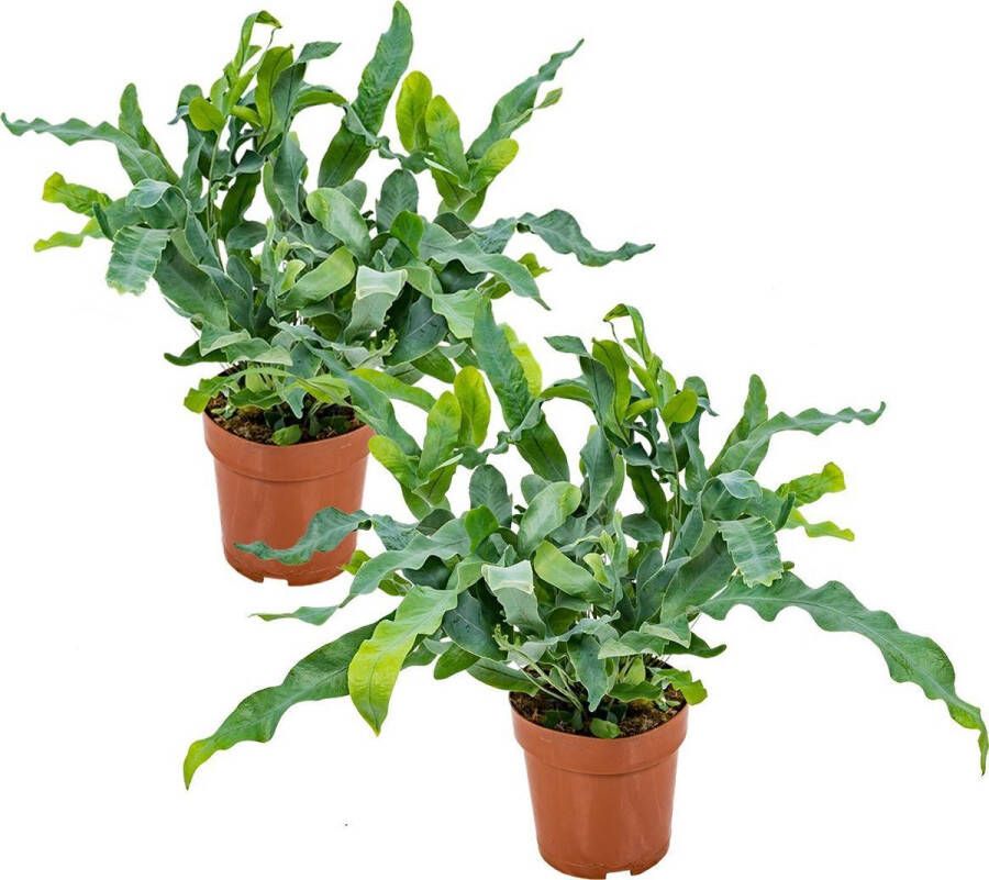 Bloomique Blauwvaren | Phlebodium per 2 stuks Luchtzuiverende kamerplant in kwekerspot ⌀12 cm ↕30 cm