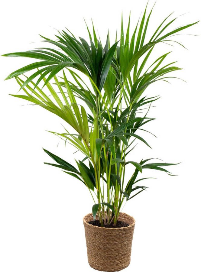 Bloomique Howea Forsteriana Incl. Zeegras Mand Kentiapalm Kamerplant Luchtzuiverende plant voor binnen ⌀19 cm 90-100 cm