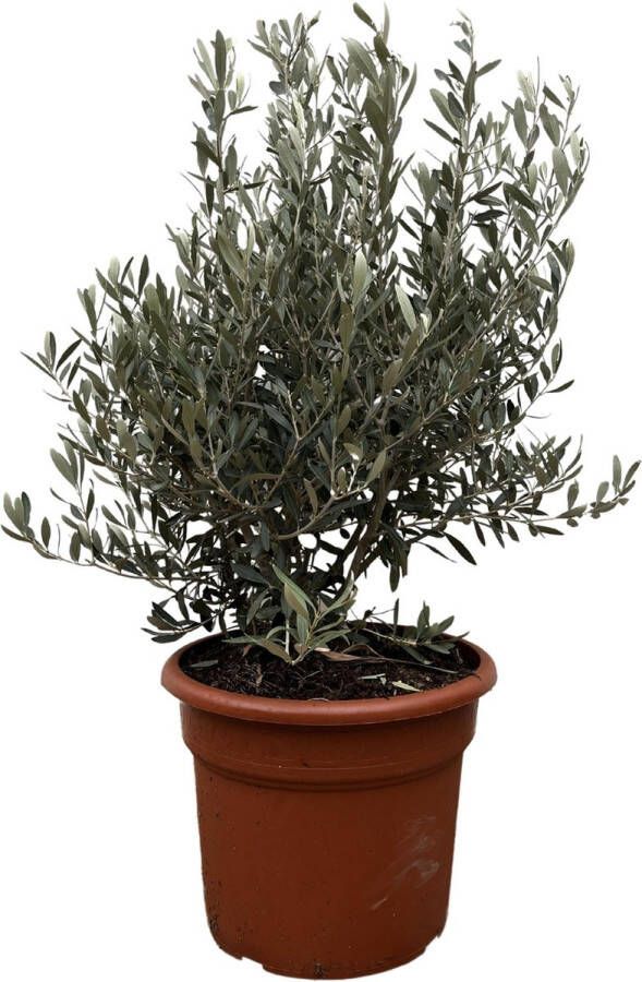 BOTANICLY Fruitboom – Olijf boom (Olea Europaea) – Hoogte: 130 cm – van