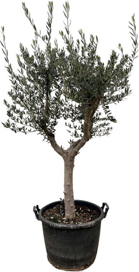 BOTANICLY Fruitboom – Olijf boom (Olea Europaea) – Hoogte: 210 cm – van