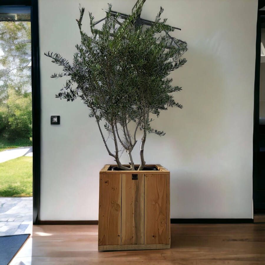 BOTANICLY Fruitboom – Olijf boom (Olea europeae) – Hoogte: 180 cm – van