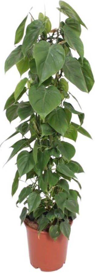BOTANICLY Klimplant – Klimopbladige Philodendron (Philodendron Scandens Espaldera) – Hoogte: 120 cm – van
