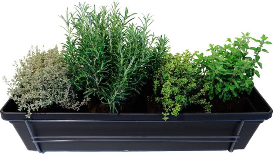 Merkloos Sans marque Mix van kruiden in ELHO Green Basics balkonbak (Living Black) met metalen balkonrek Mini-Green Tuinplanten- Hoogte 30 cm