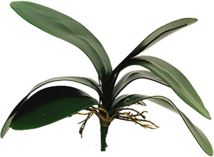 Warentuin Small Phalaenopsis leaves x7 lvs 29 cm kunstplant Nova Nature