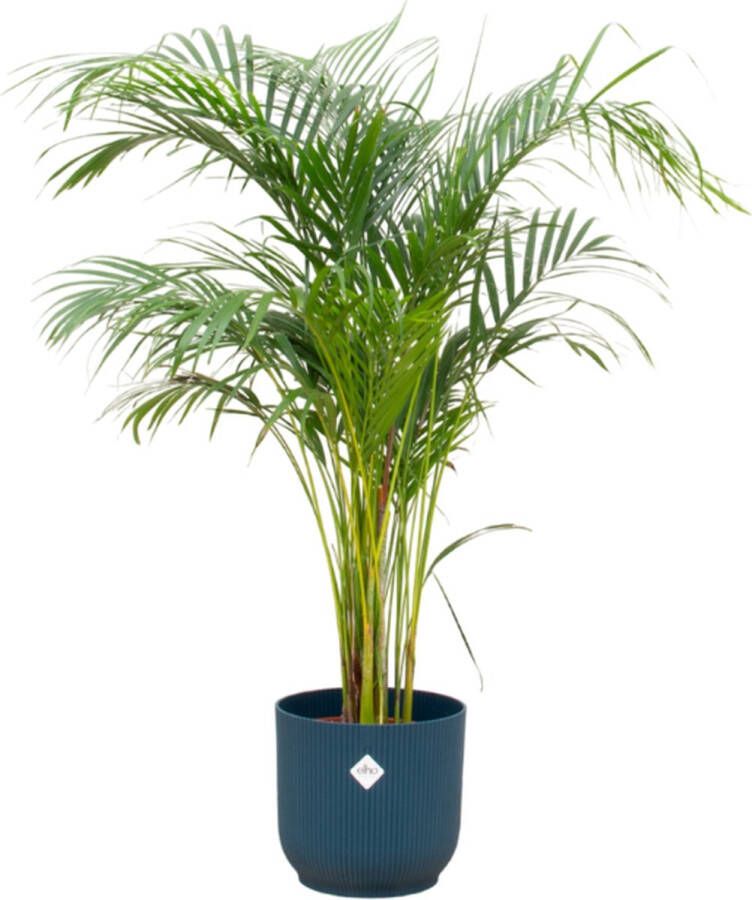 Green Bubble Dypsis Lutescens (Areca palm) inclusief elho Vibes Fold Round blauw Ø25 140cm