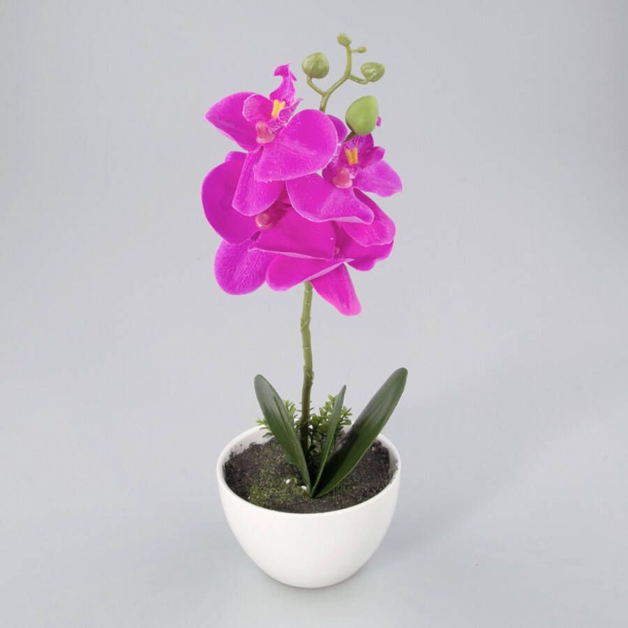 Oosterik Home Orchidee in kunststof pot lavendel M