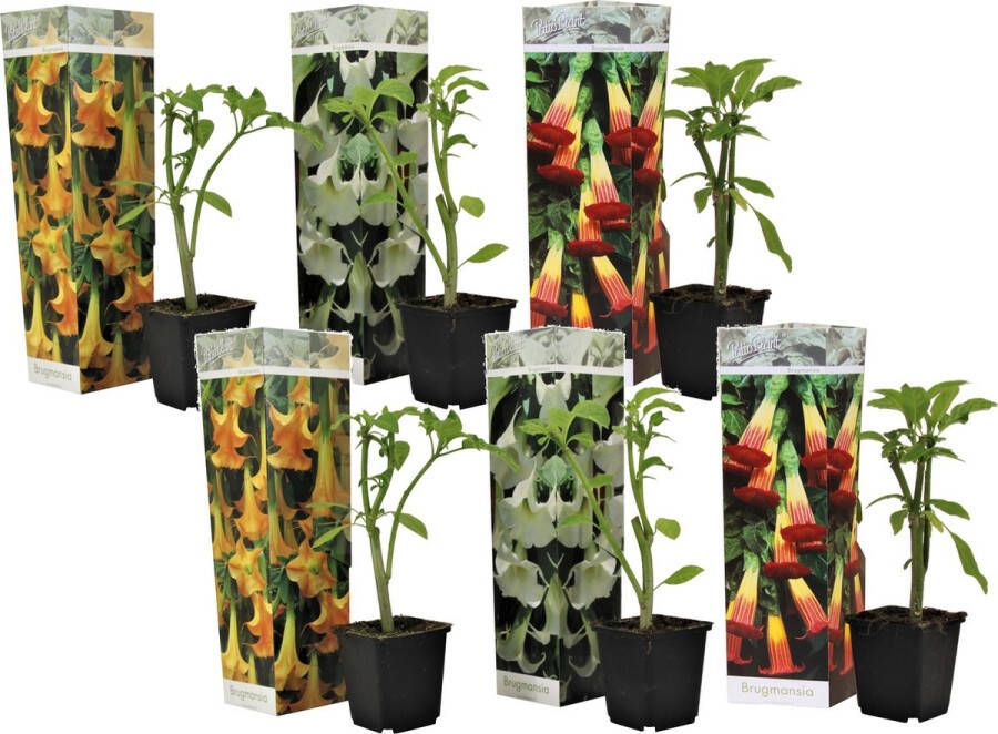 Plant In A Box Mix van 6 Brugmansia Trompetvormige bloemen Verschillende kleuren Pot 9cm Hoogte 25-40cm