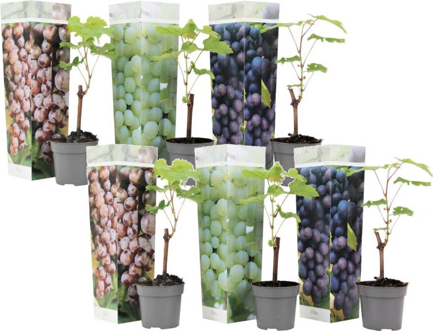 Plant in a Box Druivenplanten Mix Van 6 Vitis Vinifera Druif Pot 9cm Hoogte 25-40cm