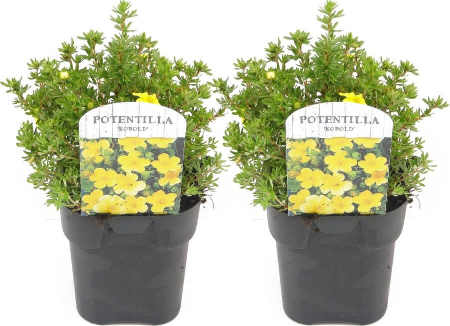 Plant In A Box Set van 2 Potentilla Kobold Pot 17cm Hoogte 20-30cm Potentilla fruticosa