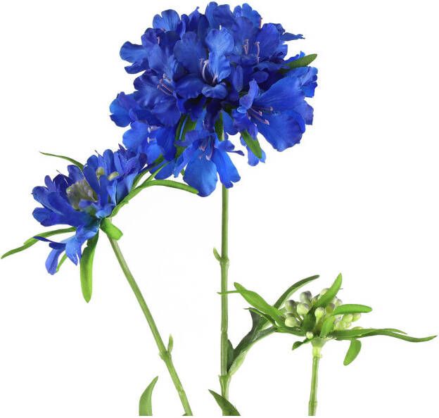 Countryfield Scabiosa blauw