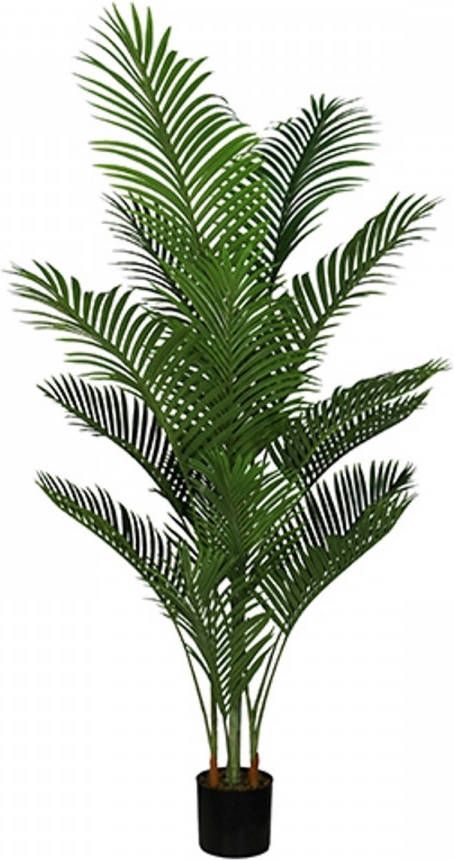 Warentuin Areca palm 165 cm
