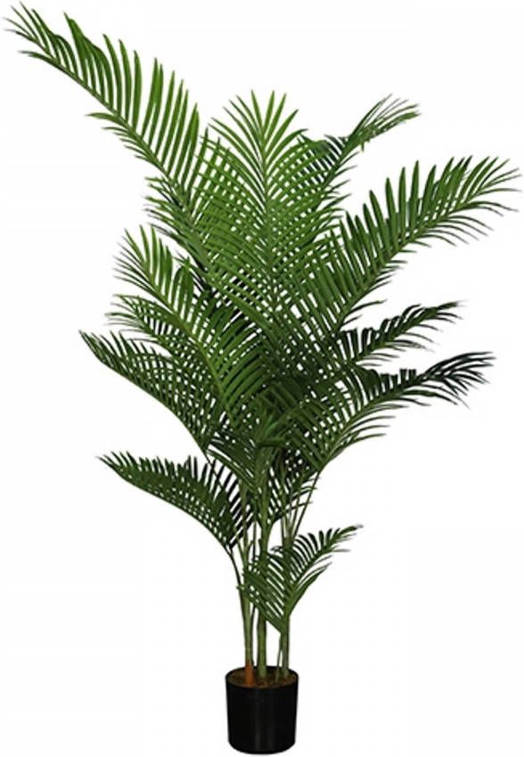 Warentuin Areca palm 185 cm