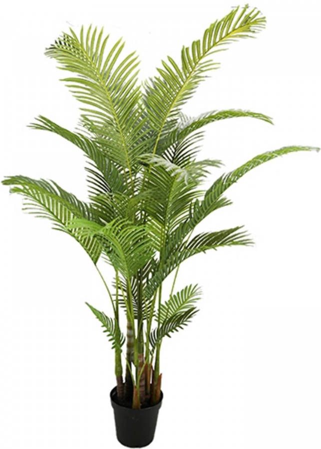 Warentuin Areca palm 190 cm