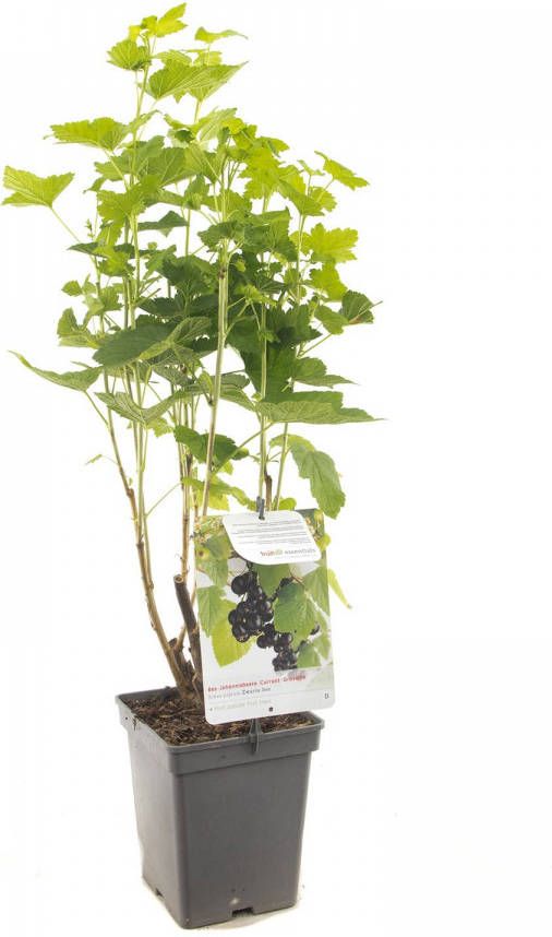 Plantenwinkel.nl Zwarte bes (ribes nigrum) fruitplanten In 5 liter pot 1 stuks