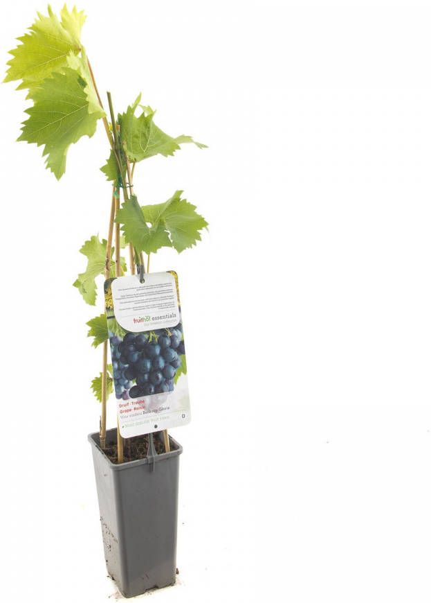 Plantenwinkel.nl Blauwe druif (vitis vinifera "Boskoop Glory") fruitplanten