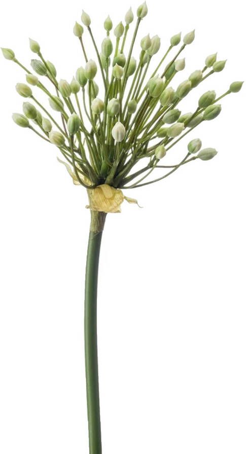 Emerald Allium Sierui kunstbloem losse steel creme 70 cm Natuurlijke uitstraling Kunstbloemen