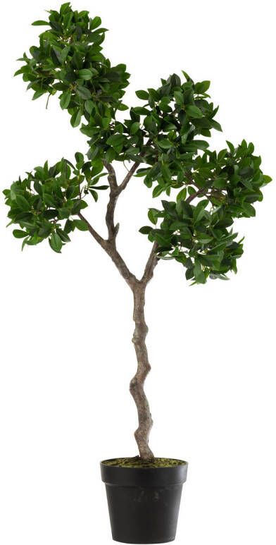 J-Line Chinese Vijg Ficus Boom In Pot Plastiek Groen zwart Large 45x45x128cm