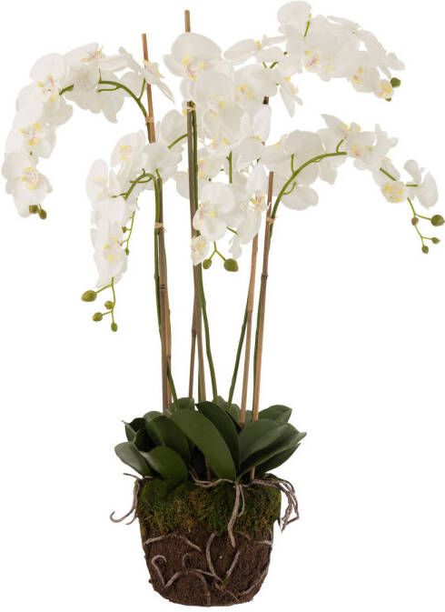 J-Line Orchidee In Aarde Plastiek Wit groen Extra Large 60x53x104cm