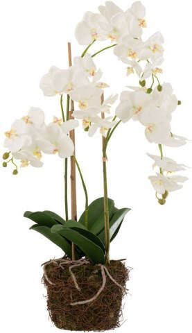 J-Line Orchidee In Aarde Plastiek Wit groen Large 32x32x75cm