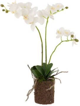 J-Line Orchidee In Aarde Plastiek Wit groen Medium 30x15x52cm