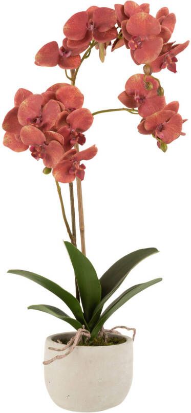 J-Line Orchidee In Pot Plastiek cement Dieprood beige 32x32x57cm