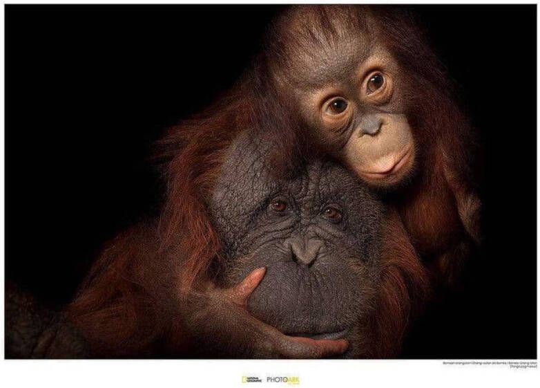 Komar Kunstdruk Bornean Orangutan 40x30cm