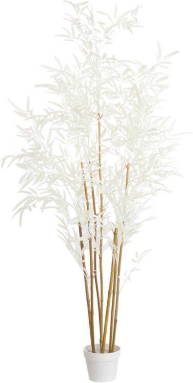 Light & Living Kunstplant Bamboo 70x60x150cm Bruin