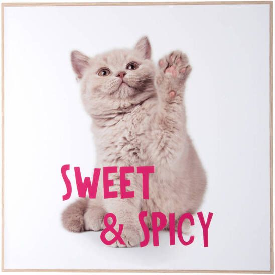 Present Time Wall Art Kitten Sweet & Spicy Multicolor