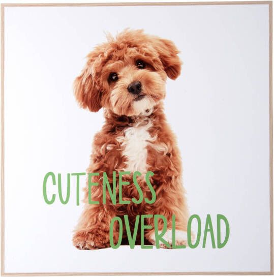 Present Time Wall Art Puppy Cuteness Overload Multicolor