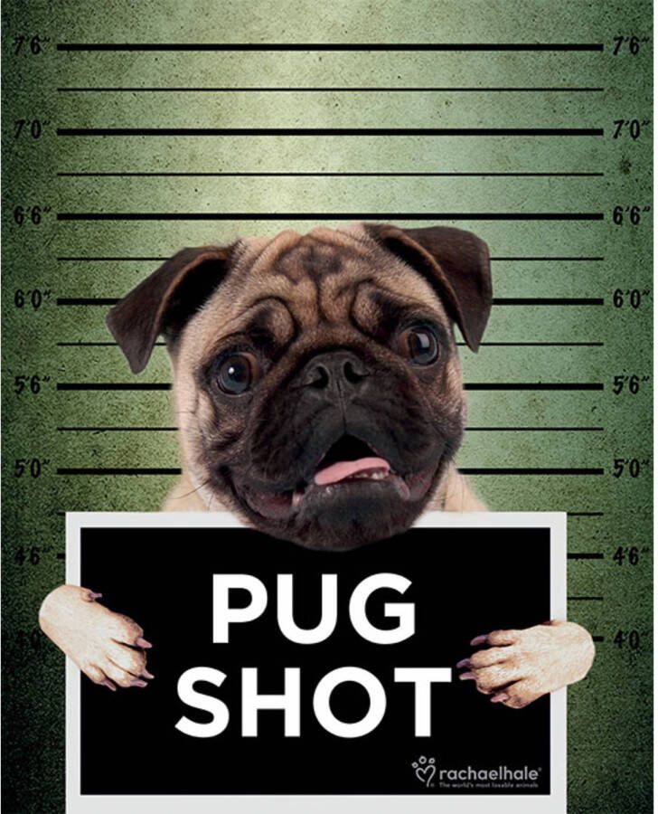 Pyramid Poster Rachael Hale Pug Shot Banjo 40x50cm