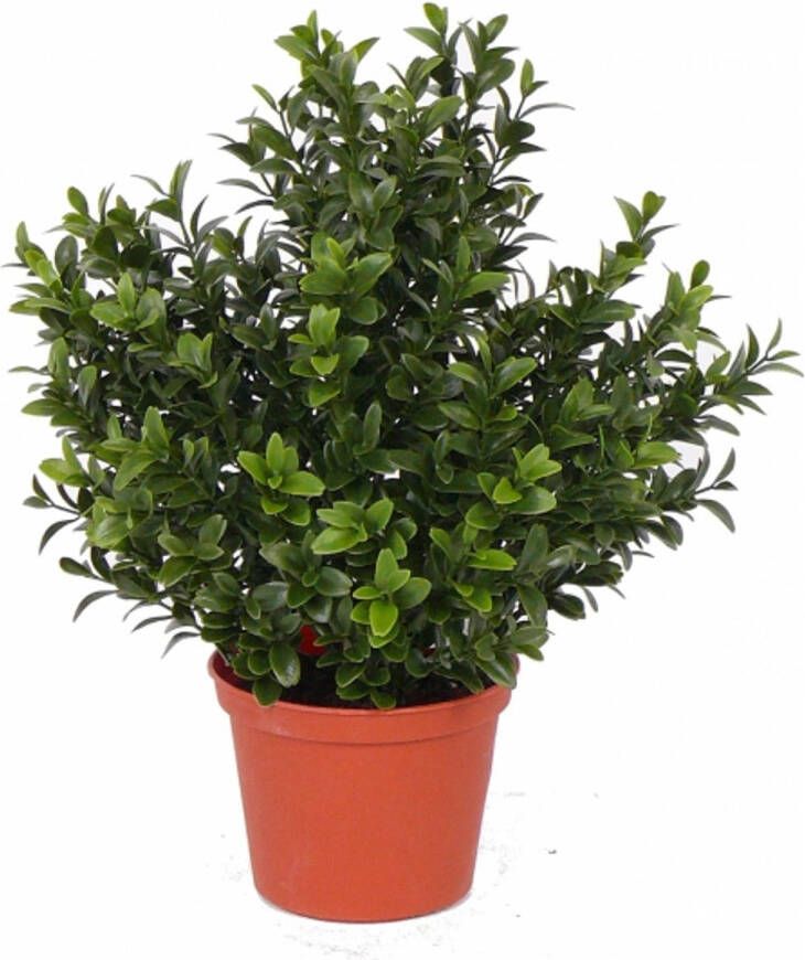 Merkloos Bellatio Flowers & Plants Kunstplant Buxus Groen In Pot 31 Cm