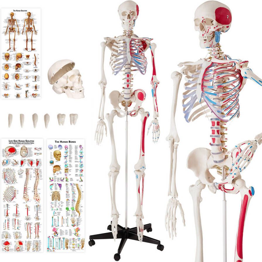 Tectake Skelet anatomie medisch model 180cm + Anatomie poster spier- en botmarkering 400963