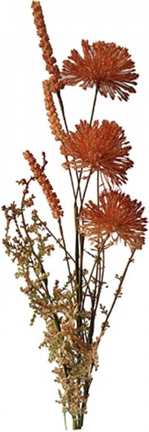 Warentuin Allium 60cm roodbruin