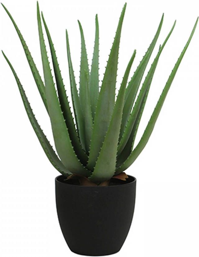 Warentuin Aloe vera 55 cm