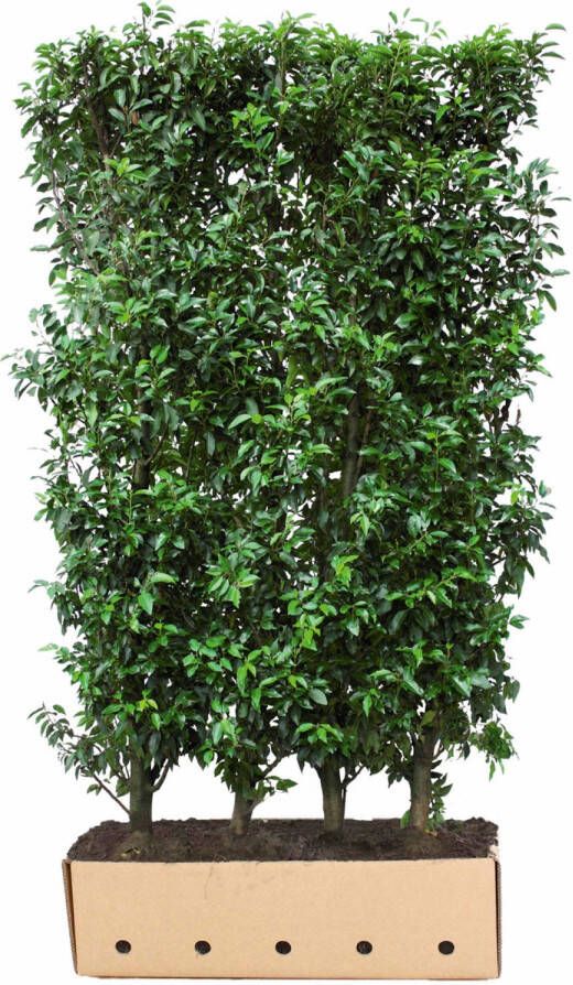 Warentuin Kant & klaar haag Prunus lusitanica Angustifolia 150 x 100 cm breed