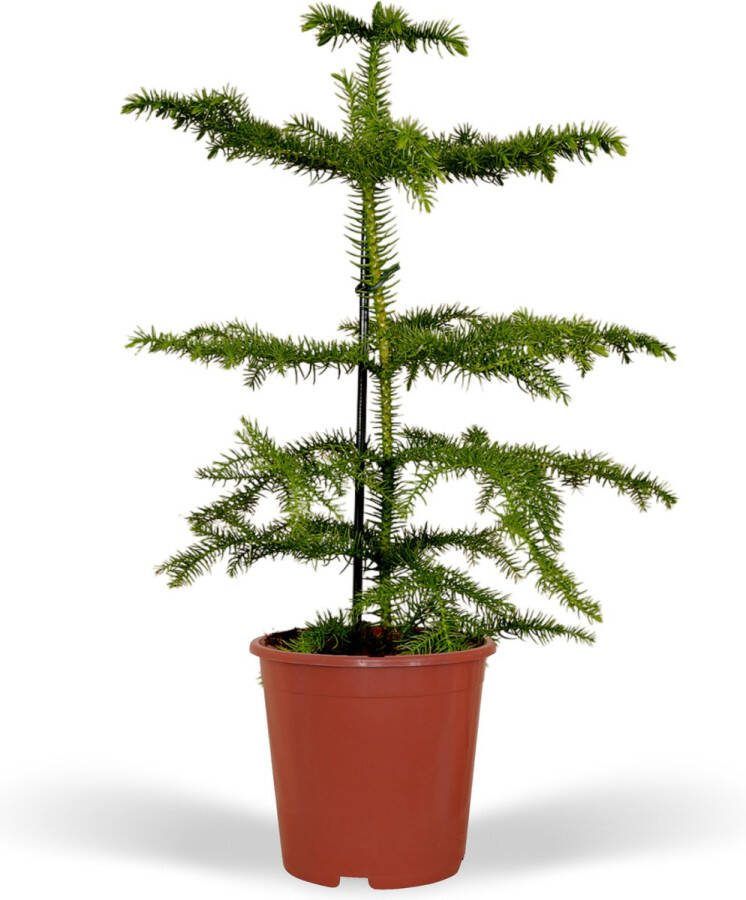 Praxis Araucaria Kamerden 40cm Ø14cm