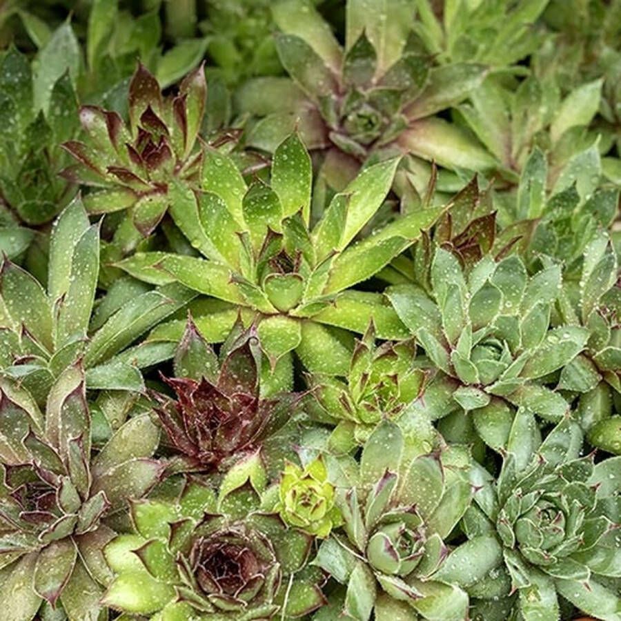 123zaden Vetplant zaden Huislook (Sempervivum hybride)
