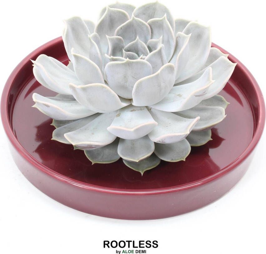 Aloe Demi ROOTLESS Echeveria grijs – vetplant bordeaux rood pot 20 cm ZERO water