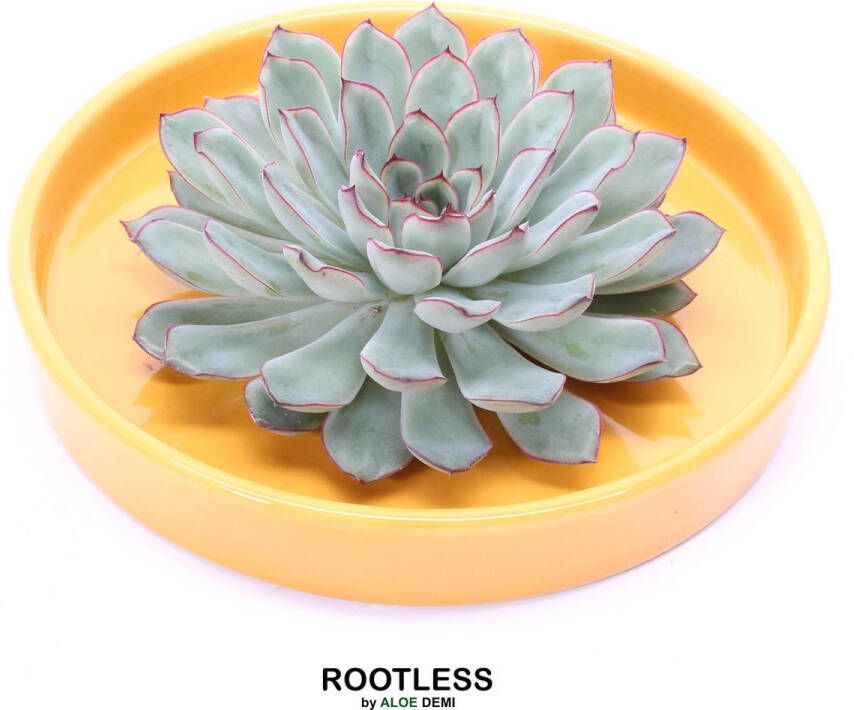 Aloe Demi ROOTLESS Echeveria groen – vetplant okergeel pot 20 cm ZERO water