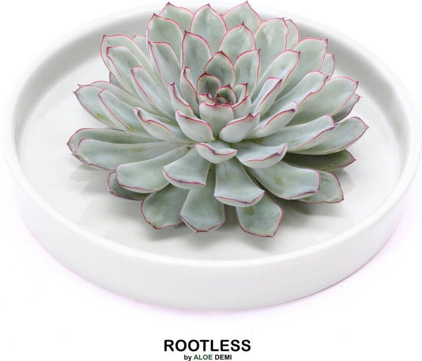 Aloe Demi ROOTLESS Echeveria groen – vetplant saliegroen pot 20 cm ZERO water