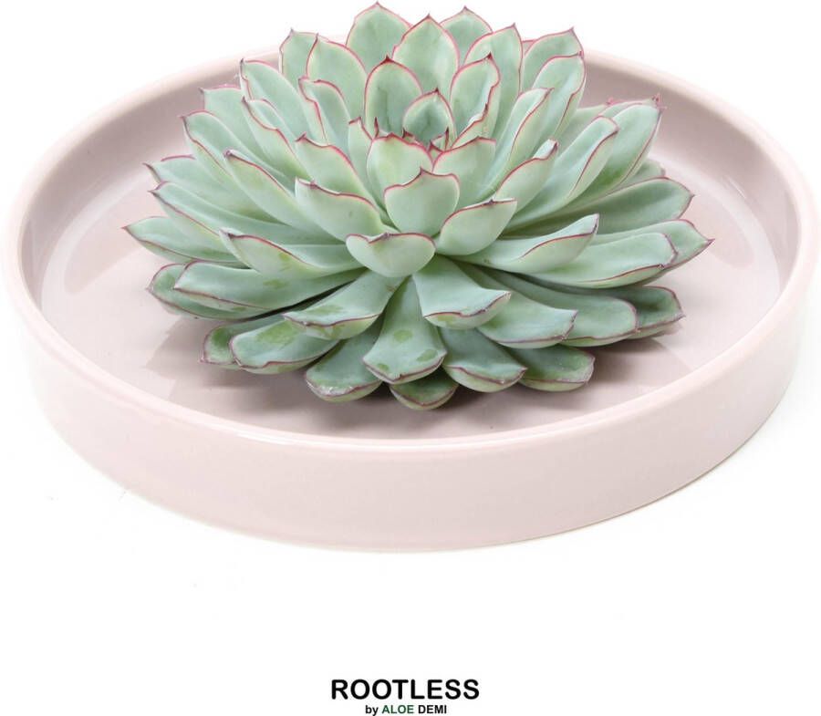 Aloe Demi ROOTLESS Echeveria groen – vetplant taupe pot 20 cm ZERO water