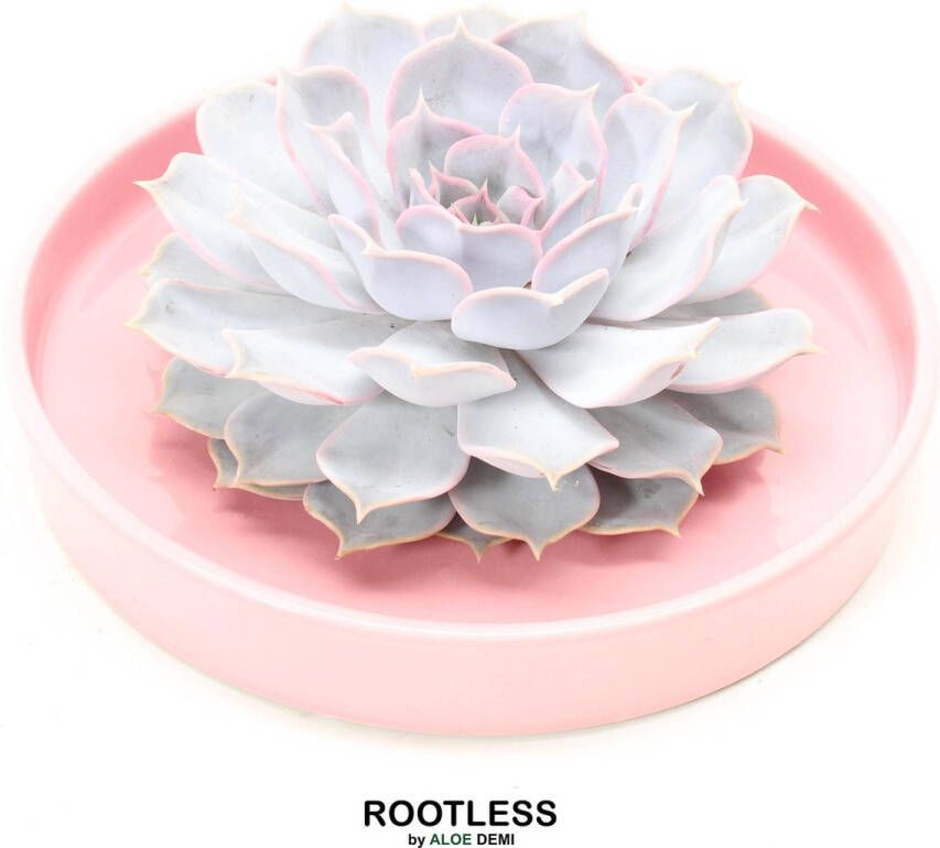 Aloe Demi ROOTLESS Echeveria wit – vetplant licht roze pot 20 cm ZERO water