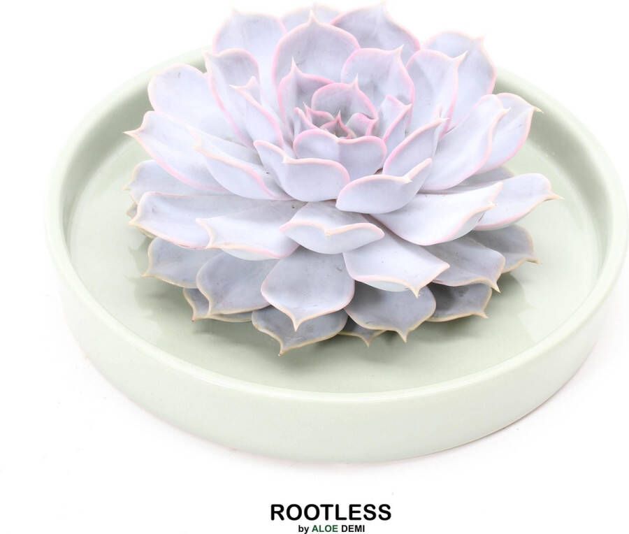 Aloe Demi ROOTLESS Echeveria wit – vetplant saliegroen pot 20 cm ZERO water