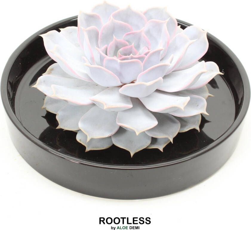 Aloe Demi ROOTLESS Echeveria wit – vetplant zwarte pot 20 cm ZERO water