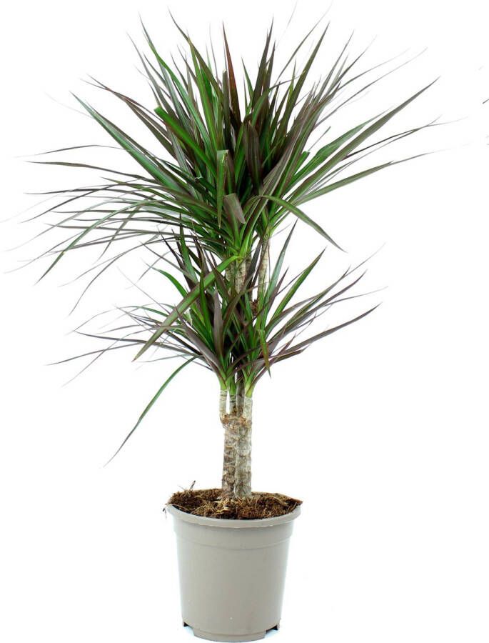 Ambius PostPlant Dracaena Magenta (Drakenbloedboom) Hoogte ↕65 cm | in Kwekerspot ⌀17 cm