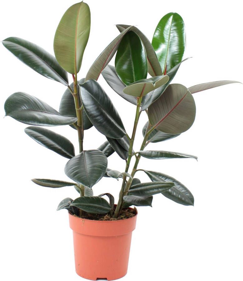 Ambius PostPlant Ficus El Abidjan (Rubberplant) Hoogte ↕65 cm | in Kwekerspot ⌀19 cm