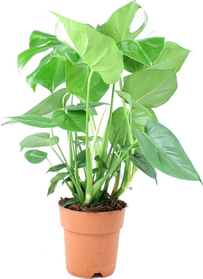 Ambius PostPlant Monstera Deliciosa (Gatenplant) Hoogte ↕60 cm | in Kwekerspot ⌀17 cm