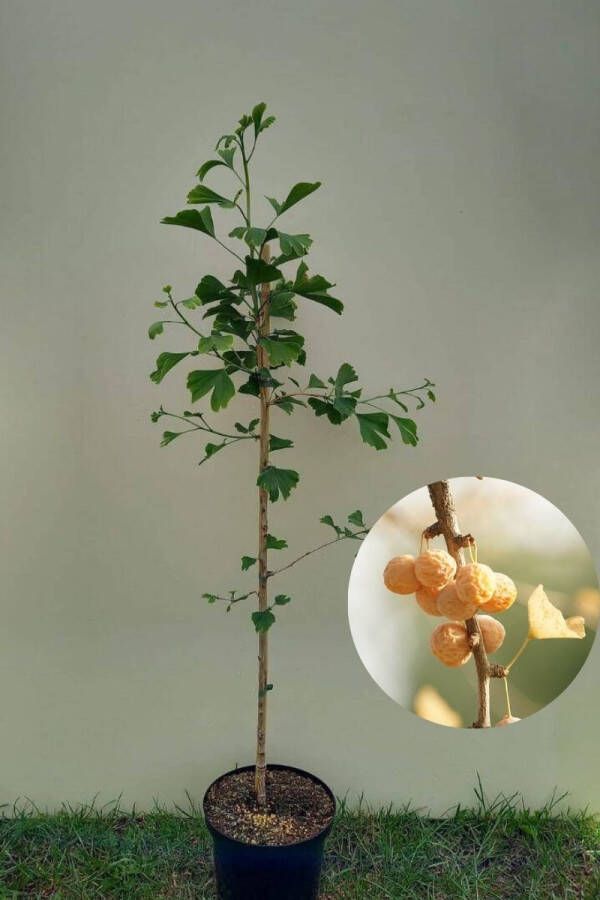 AMITIS Jonge Japanse Notenboom Ginkgo biloba 150-200cm hoogte