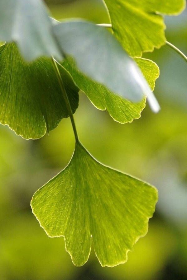 AMITIS Jonge Kleinbladige Zuilvormige Japanse Notenboom Ginkgo biloba 'Menhir 100-150cm hoogte