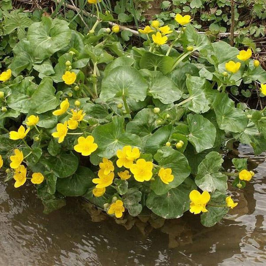 Arborix 6 x Caltha Palustris Dotterbloem Pot 9x9 cm Geelbloeiende Waterplant